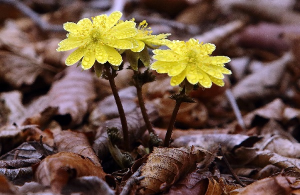 [C-40C] 천상화원 인제 점봉산 곰배령 설경 탐방여행