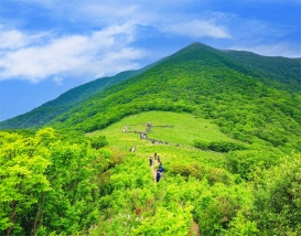 [C-40C] 천상화원 인제 점봉산 곰배령 탐방여행