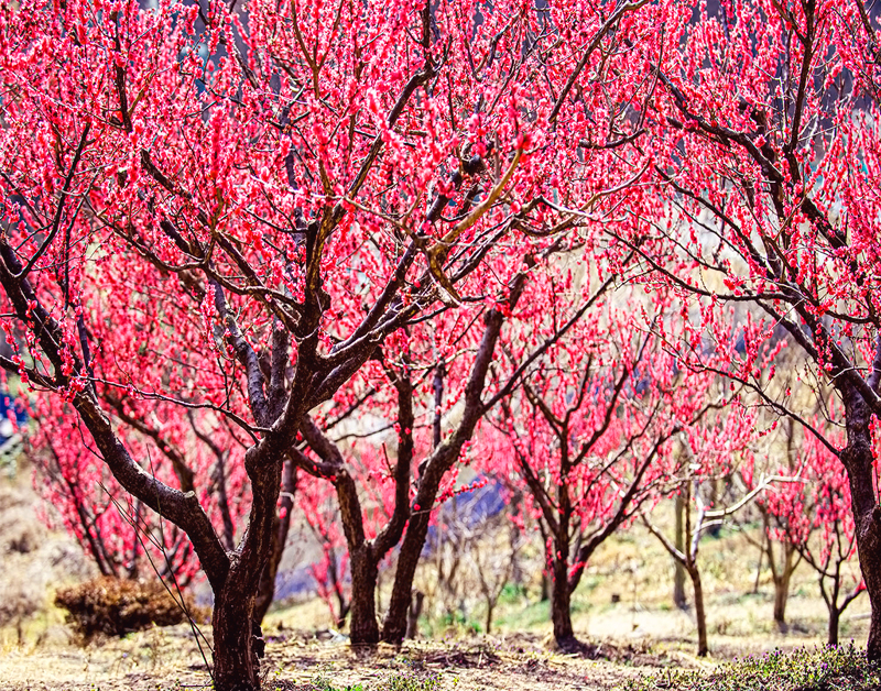 [C-48A] 부산 기장 매화원+부산 해변열차