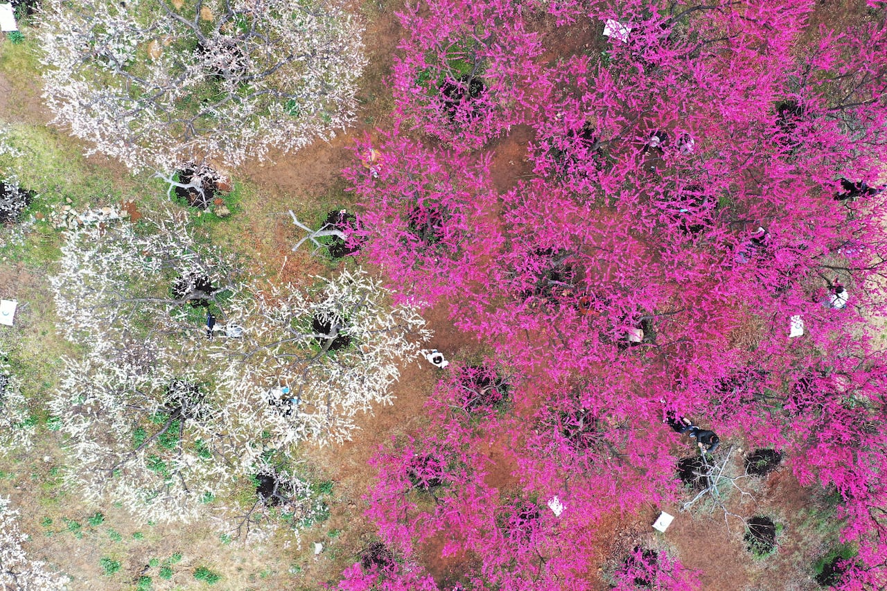 [C-48A] 부산 기장 매화원+부산 해변열차