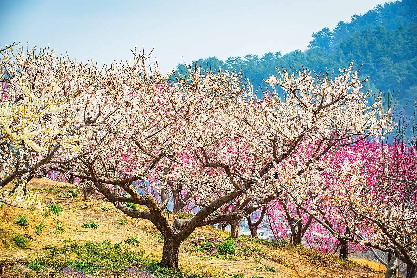 [C-48A] 부산 기장 매화원+부산 해변열차
