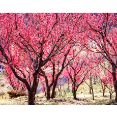 [C-48A] 부산 기장 매화원+부산 해변열차
