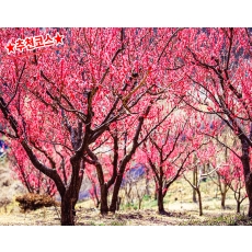 [C-48A] 부산 기장 매화원+부산 해변열차