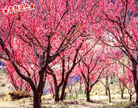 [C-48A] 부산 기장 매화원+부산 해변열차