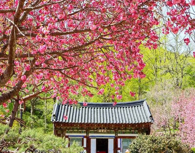 [C-50A] 순천탐매마을 홍매화+순천 선암사