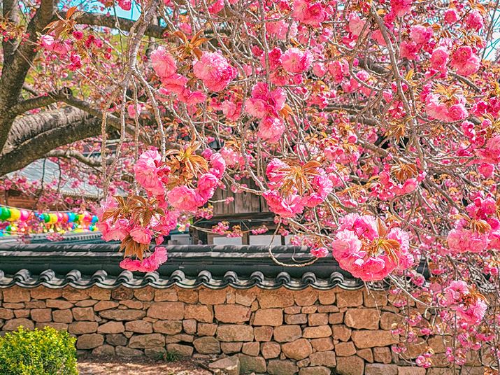 [C-50A] 순천탐매마을 홍매화+순천 선암사