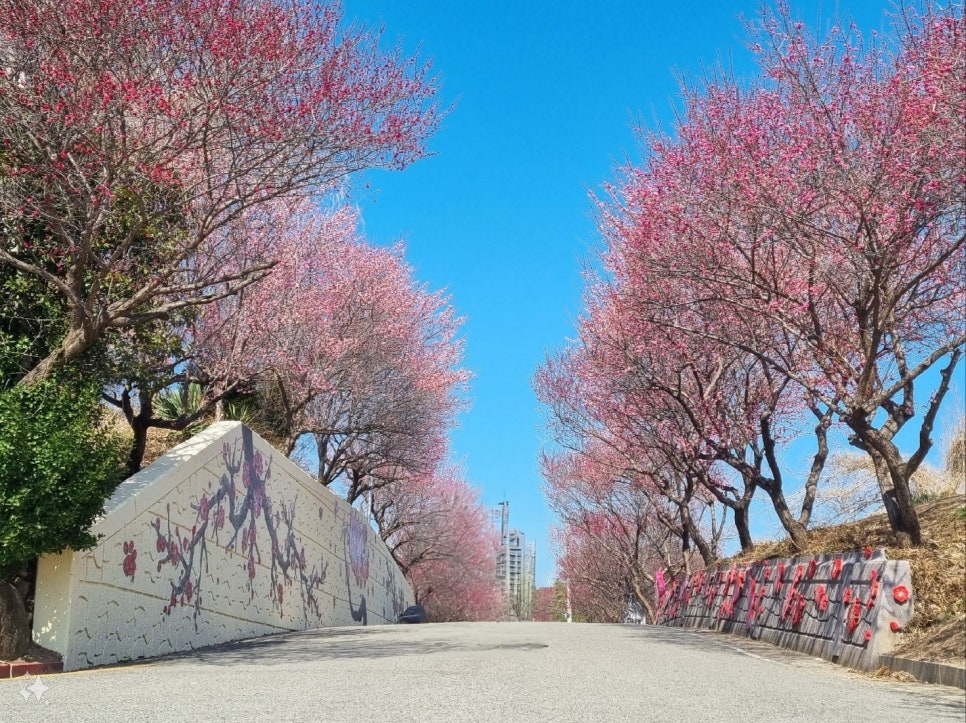 [C-50A] 순천탐매마을 홍매화+순천 선암사