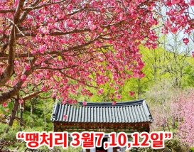 [C-50A] 순천탐매마을 홍매화+순천 선암사