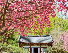 [C-50A] 순천탐매마을 홍매화+순천 선암사