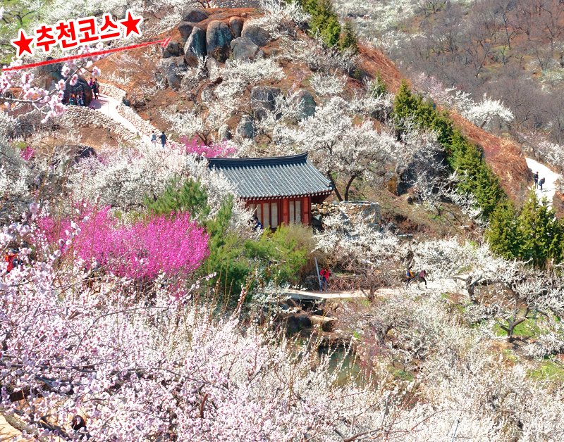 [C-51A] 광양매화마을+남원 피오리움 미디어아트+승월교