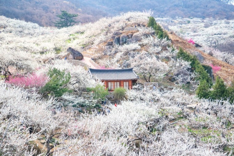 [C-51A] 광양매화마을+남원 피오리움 미디어아트+승월교