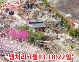 [C-51A] 광양매화마을+남원 피오리움 미디어아트+승월교