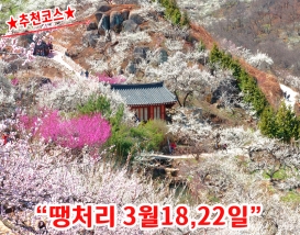 [C-51A] 광양매화마을+남원 피오리움 미디어아트+승월교+춘향테마파크