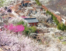 [C-51A] 광양매화마을+남원 피오리움 미디어아트+승월교