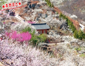[C-51A] 광양매화마을+남원 피오리움 미디어아트+승월교