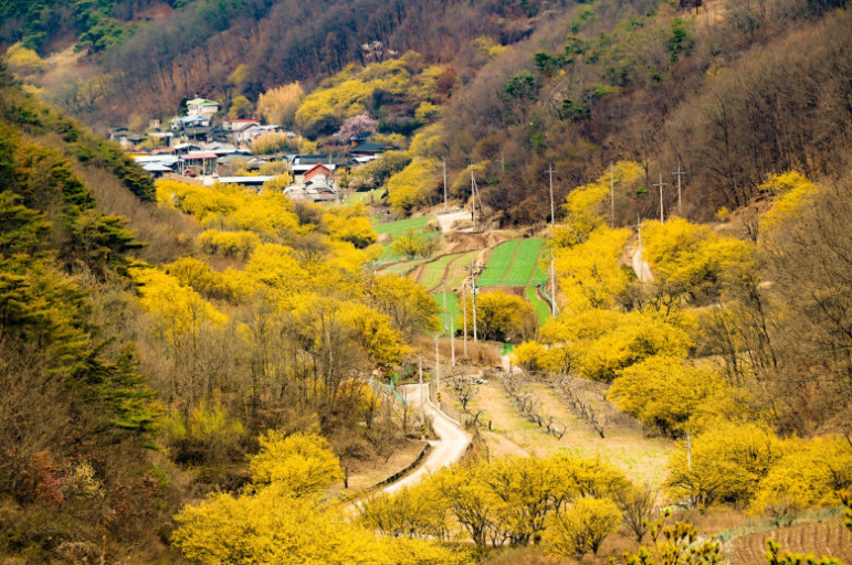 [C-52A] 의성 산수유마을+고운사 천년의 숲길