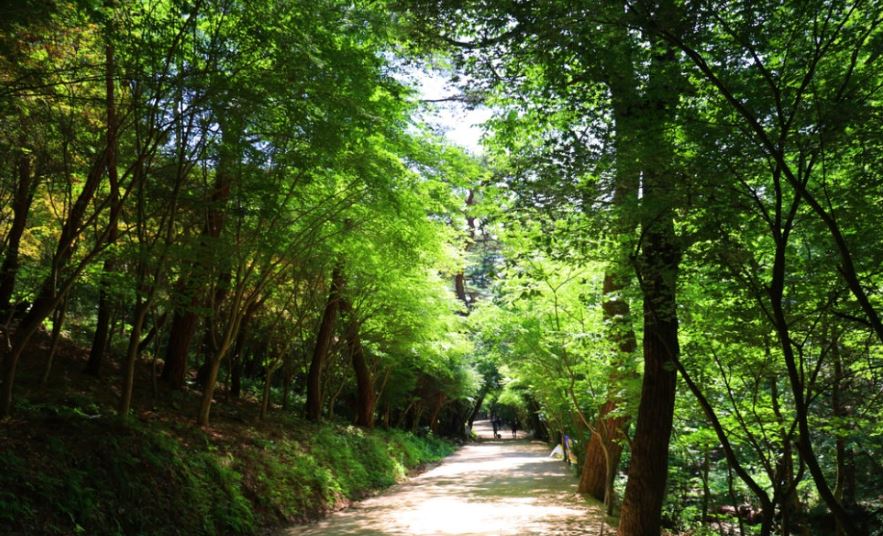 [C-52A] 의성 산수유마을+고운사 천년의 숲길