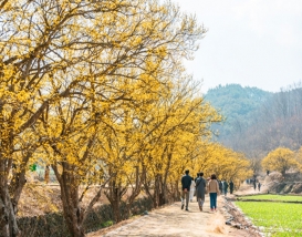 [C-52A] 의성 산수유마을+고운사 천년의 숲길