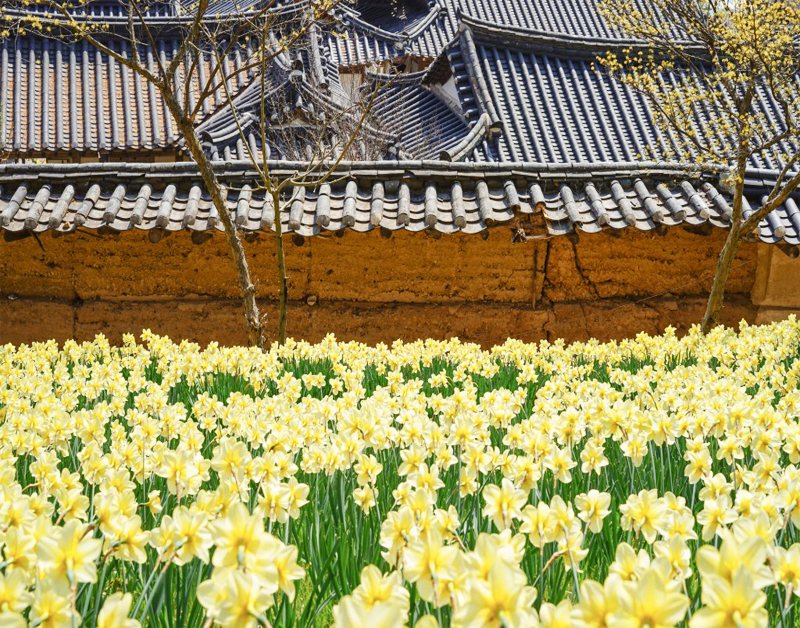 [C-53A] 서산 유기방가옥 수선화+서산 한우목장길