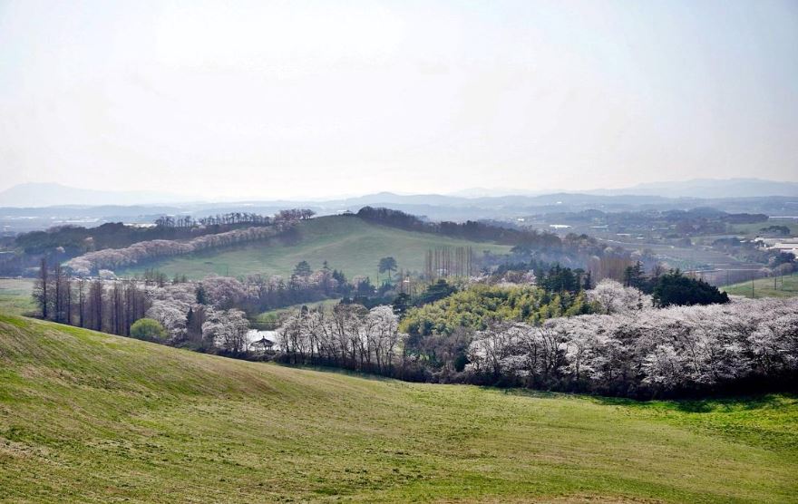 [C-53A] 서산 유기방가옥 수선화+서산 한우목장길