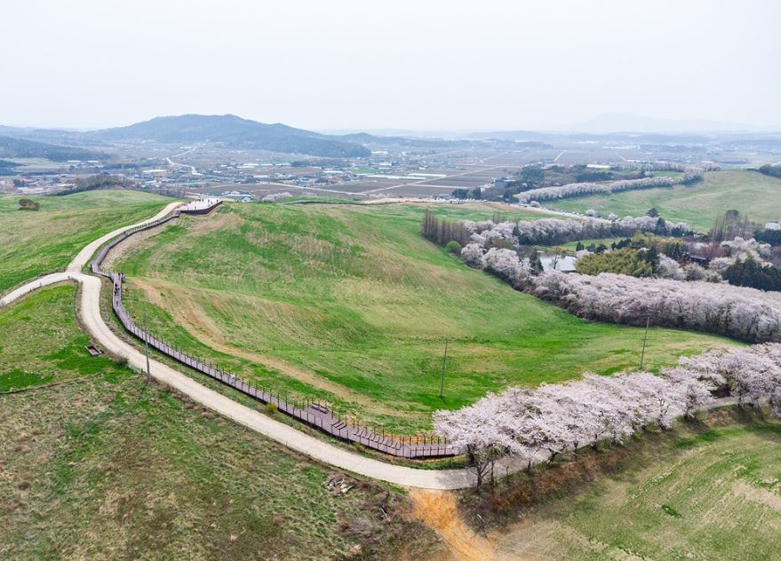 [C-53A] 서산 유기방가옥 수선화+서산 한우목장길