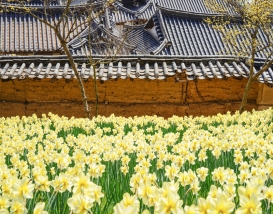 [C-53A] 서산 유기방가옥 수선화+서산 한우목장길