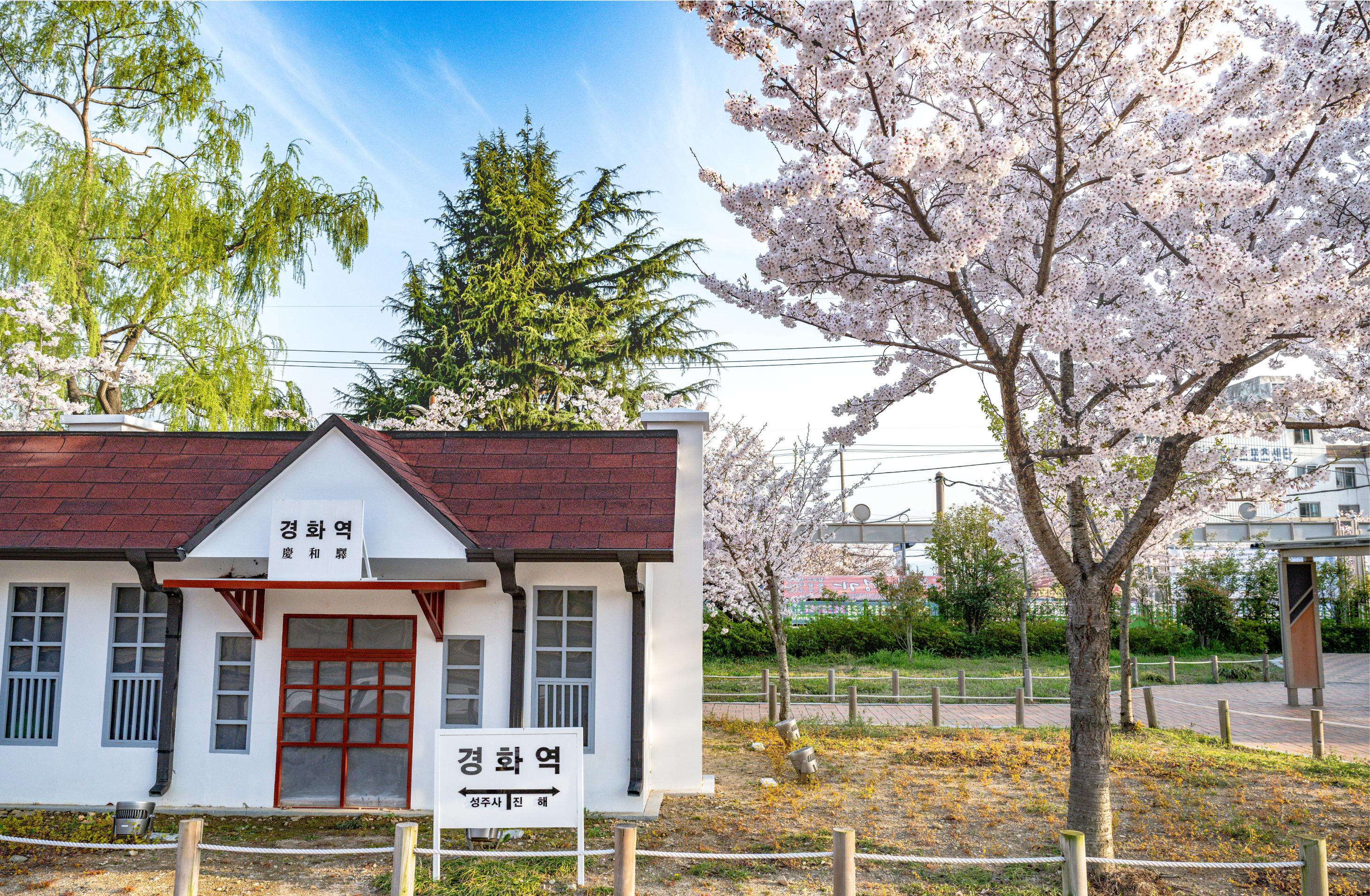 [C-55] 우리나라 최고의 벚꽃명소! 진해군항제