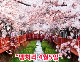 [C-55] 우리나라 최고의 벚꽃명소! 진해군항제