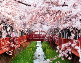 [C-55] 우리나라 최고의 벚꽃명소! 진해군항제