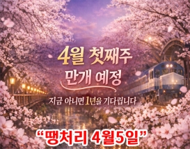 [C-55] 우리나라 최고의 벚꽃명소! 진해군항제