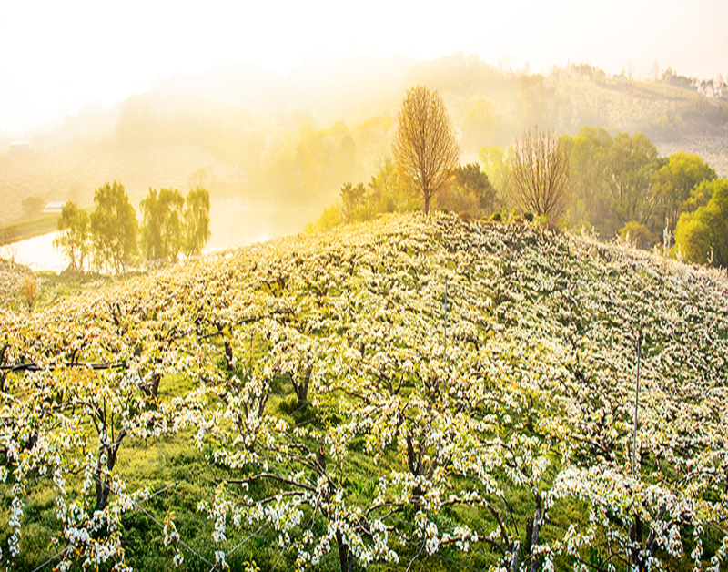 [C-56A] 추천코스 천안 왕지봉 배꽃명소+천안 위례벚꽃축제+아름다운정원 화수목