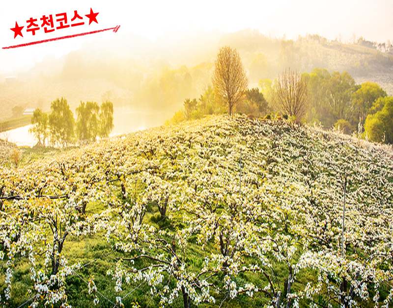 [C-56A] 추천코스 천안 왕지봉 배꽃명소+천안 위례벚꽃축제+아름다운정원 화수목