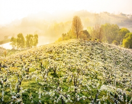 [C-56A] 추천코스 천안 왕지봉 배꽃명소+천안 위례벚꽃축제+아름다운정원 화수목