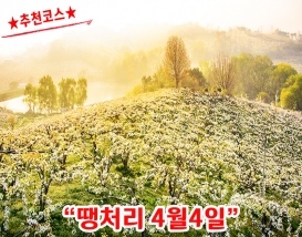 [C-56A] 추천코스 천안 왕지봉 배꽃명소+천안 위례벚꽃축제+아름다운정원 화수목
