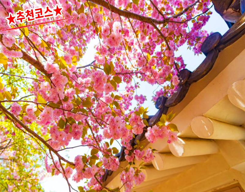 [C-59A] 추천코스 경주 불국사 왕벚꽃+첨성대 유채꽃+동궁과 월지 야경