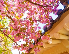 [C-59A] 추천코스 경주 불국사 왕벚꽃+첨성대 유채꽃+동궁과 월지 야경