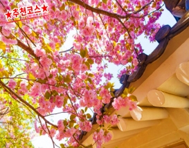 [C-59A] 추천코스 경주 불국사 왕벚꽃+첨성대 유채꽃+동궁과 월지 야경