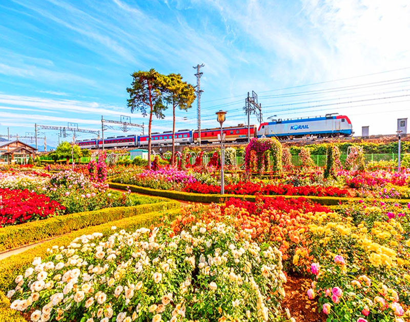 [C-63] 곡성세계장미축제(섬진강기차마을)+강천산군립공원+고추장마을