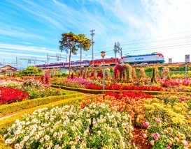 [C-63] 곡성세계장미축제(섬진강기차마을)+강천산군립공원+고추장마을