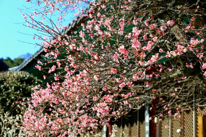 [C-66A] 양산 순매원 매화축제+통도사