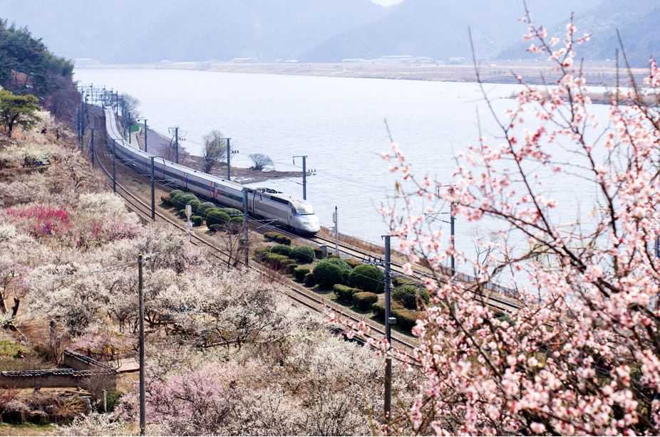 [C-66A] 양산 순매원 매화축제+통도사