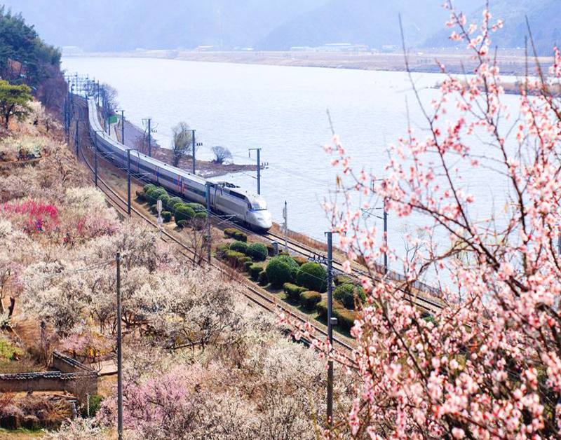[C-66A] 양산 순매원 매화축제+통도사