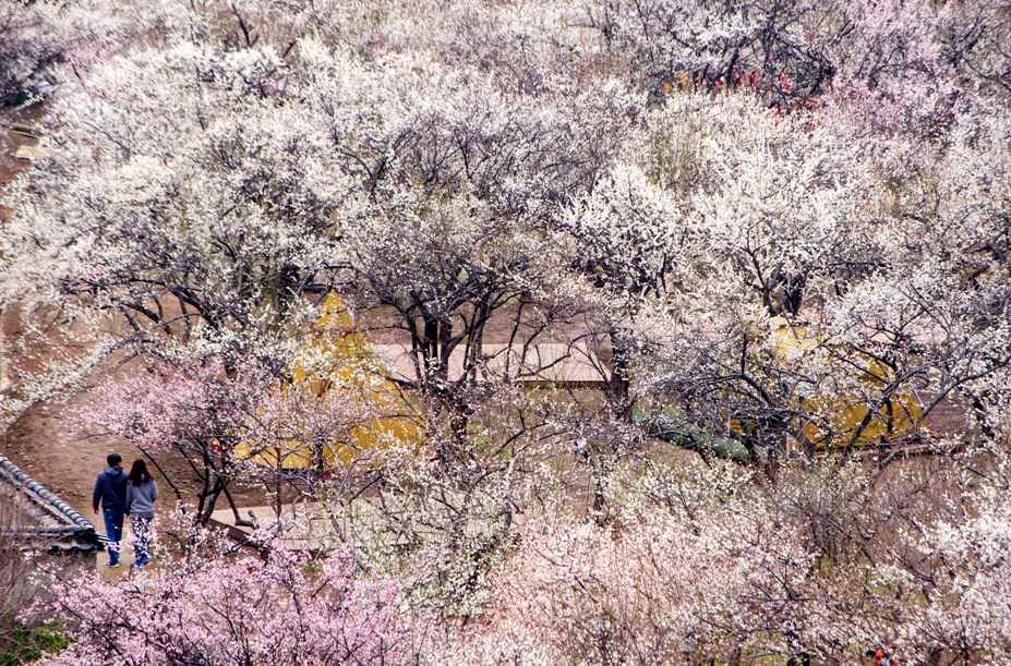 [C-66A] 양산 순매원 매화축제+통도사