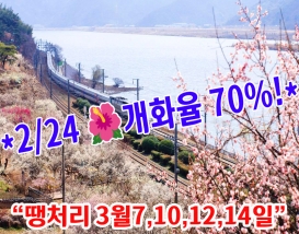 [C-66A] 양산 순매원 매화축제+통도사