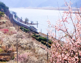 [C-66A] 양산 순매원 매화축제+통도사