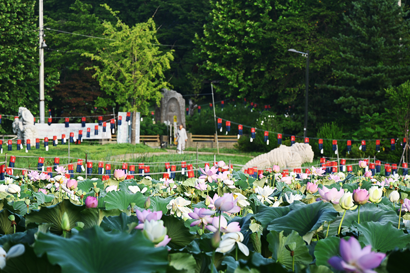 [C-68] 양평 세미원 연꽃정원+남양주 봉선사 연꽃+이천쌀밥정식 특식