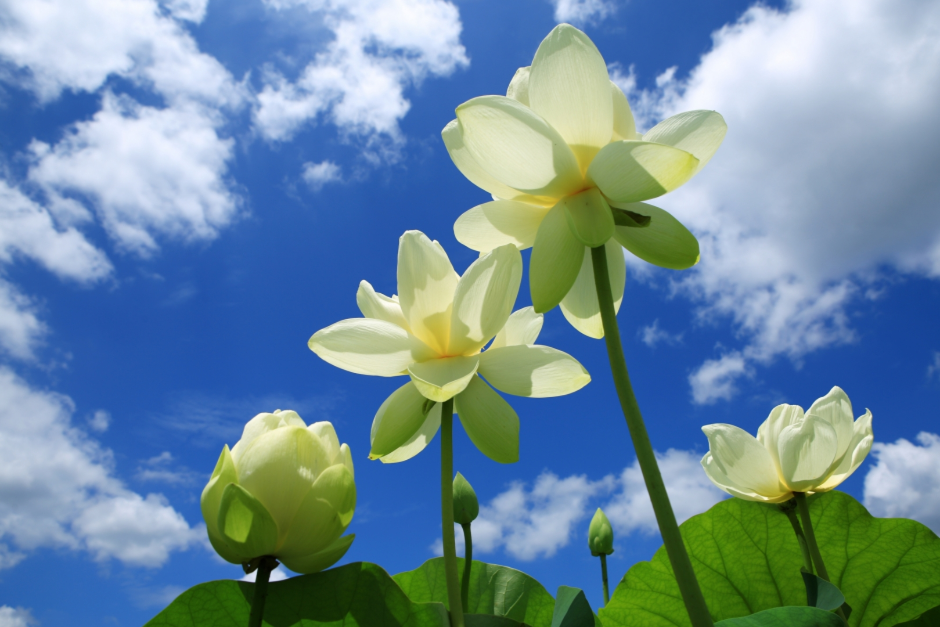 [C-68] 양평 세미원 연꽃정원+남양주 봉선사 연꽃+이천쌀밥정식 특식