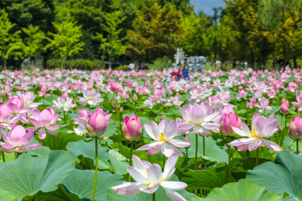 [C-68] 양평 세미원 연꽃정원+남양주 봉선사 연꽃+이천쌀밥정식 특식