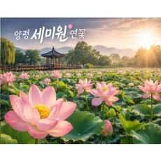 [C-68] 양평 세미원 연꽃정원+남양주 봉선사 연꽃+이천쌀밥정식 특식