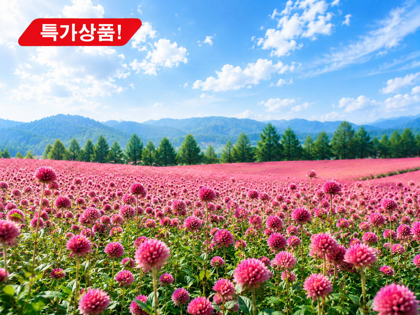 [C-68C] 양주 천만송이 천일홍축제+동두천 치유의 숲